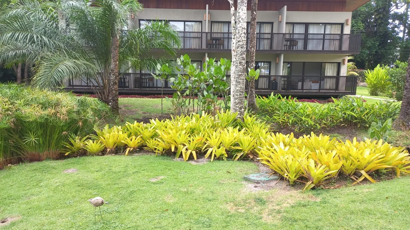 Maciço de bromélias amarelas em jardim
